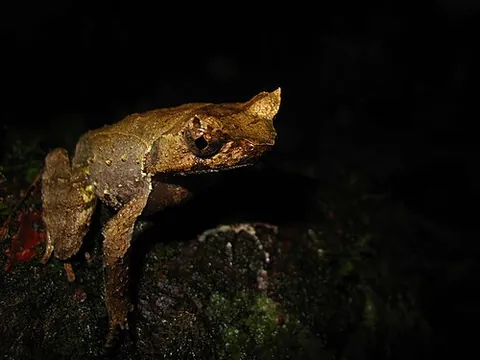 strange-horned toad: any species of toad in the genus Xenophrys, which have a strange protuberance on their forehead
