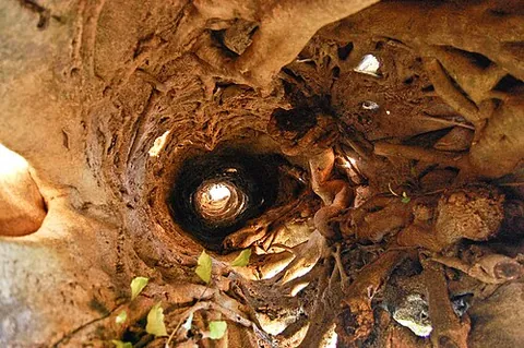 strangler fig: any of a number of kinds of figs (genus Ficus) that sprout on branches of other trees and crowd...