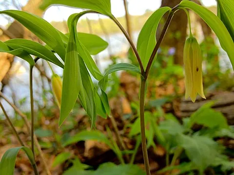 straw lily: uvularia sessilifolia, native to much of eastern North America