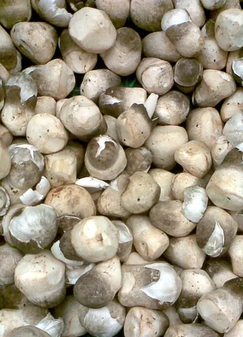 straw mushroom: a small, edible mushroom used primarily in the cuisines of East and Southeast Asia, Volvariella...