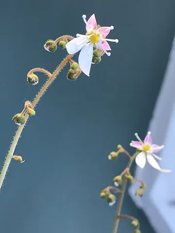 strawberry begonia: a plant of species Saxifraga stolonifera