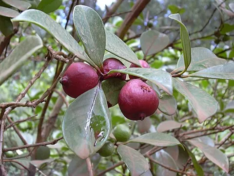strawberry guava: a tree of species Psidium cattleyanum