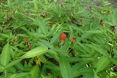 strawberry raspberry: a red-fruited plant of species Rubus illecebrosus