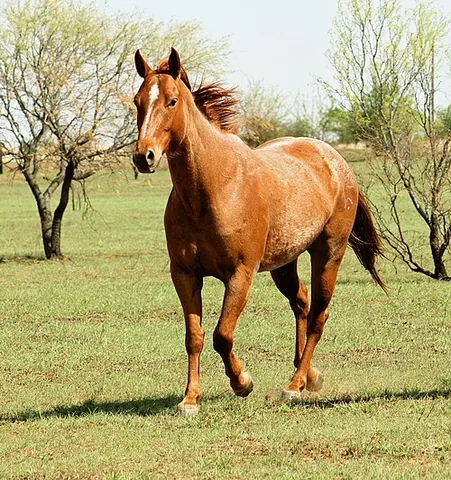 strawberry roan: a roan horse of reddish color