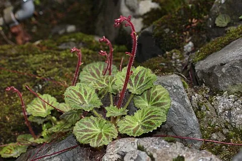 strawberry saxifrage: saxifraga stolonifera, a perennial flowering plant