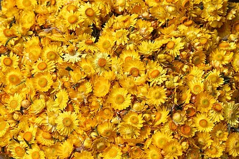 strawflower: any of many Australian plants of the genus Xerochrysum, especially Xerochrysum bracteatum, having...