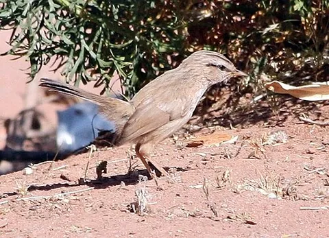 streaked scrub warbler: a small passerine bird of the species Scotocerca inquieta