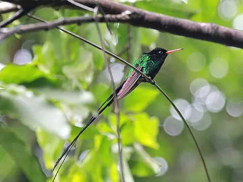 streamertail: any of various hummingbirds of the genus Trochilus, endemic to Jamaica, with greatly elongated...
