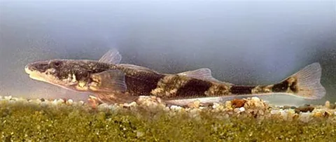 streber: any of certain perciform fish of the genus Zingel, with long and slender bodies, found in rivers...