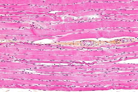 striated muscle: muscle tissue that appears striped under the microscope as a result of the myofibrils being...