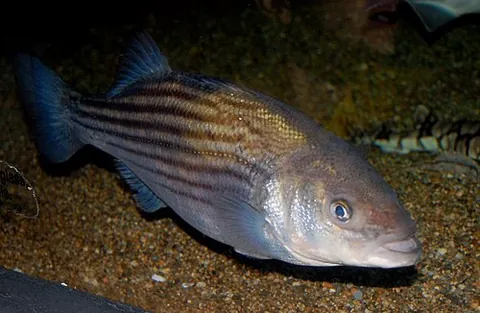striped bass: a popular fish among sport fisherman along Atlantic coast north of Virginia to Canada, Morone...