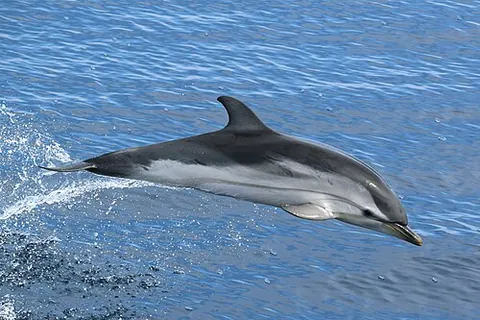striped dolphin: an extensively studied dolphin (Stenella coeruleoalba), found in temperate and tropical waters of...