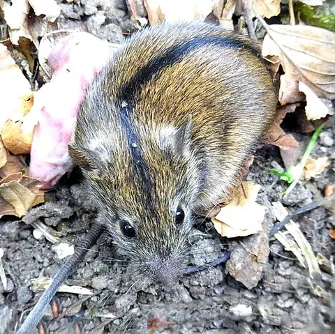 striped field mouse: a field mouse of species Apodemus agrarius, native to much of western Eurasia and to east Asia,
