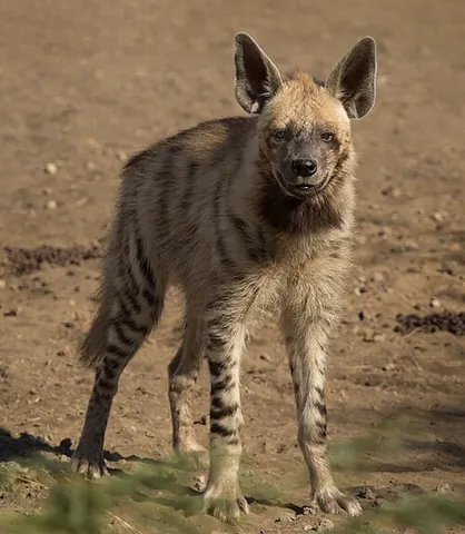 striped hyena: the smallest of the true hyenas, Hyaena hyaena