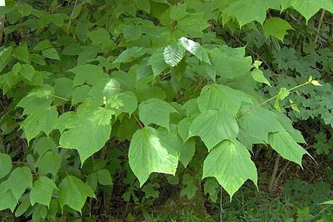 striped maple: moosewood (Acer pensylvanicum)