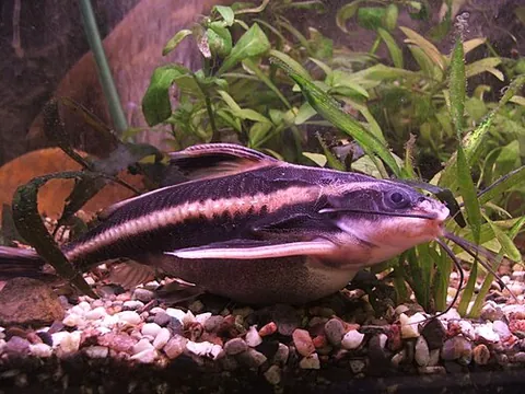 striped raphael catfish: a catfish of the family Doradidae
