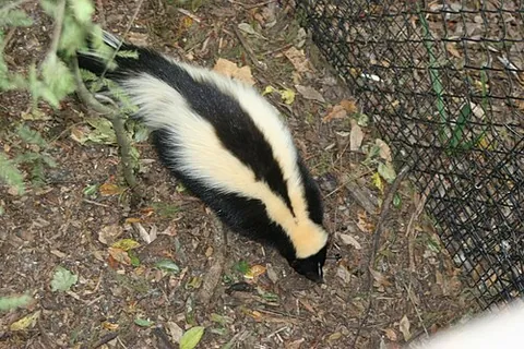 striped skunk: a carnivore of the species Mephitis mephitis, known for the persistent pungent aroma of the scent...