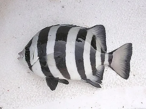 striped: having stripes, decorated or marked with bands differing in color