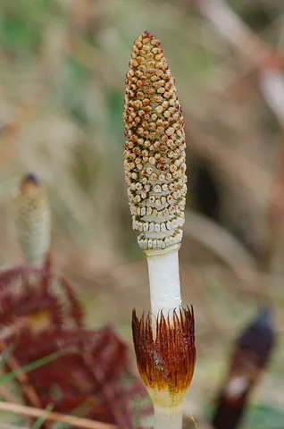 strobilus: sensu strictissimo a more-or-less cone-shaped fruiting body of any of various vascular...