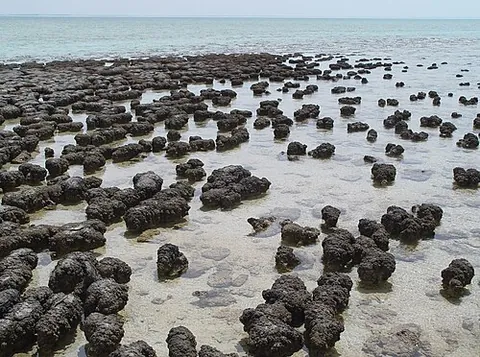 stromatolite: a laminated, columnar, rock-like structure constituting a large share of all fossils from 3.5 to...