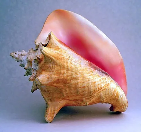 strombus: any conch of the genus Strombus. Most subspecies are known as forms of fighting conchs