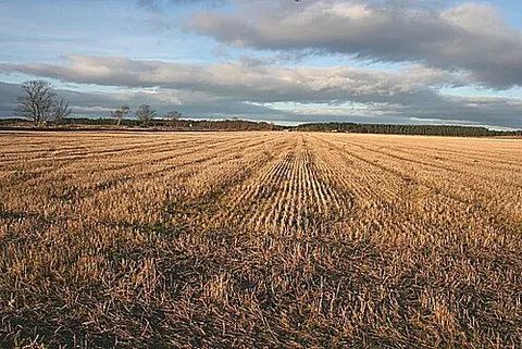stubble field: a field covered in stubble after harvesting