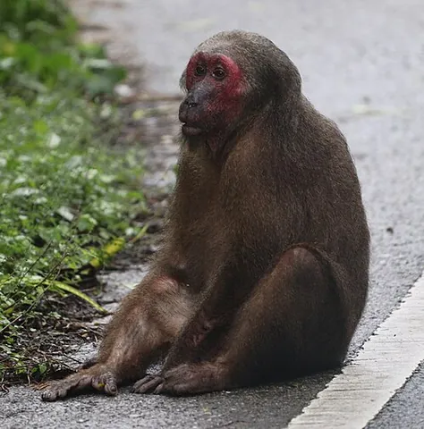 stump-tailed macaque: macaca arctoides, a species of macaque that is native to South Asia and Southeast Asia