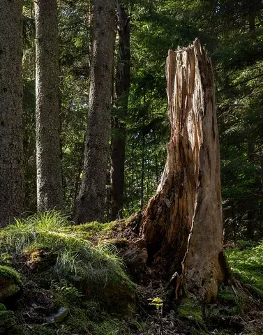 stump: the remains of something that has been cut off; especially the remains of a tree, the remains of a...