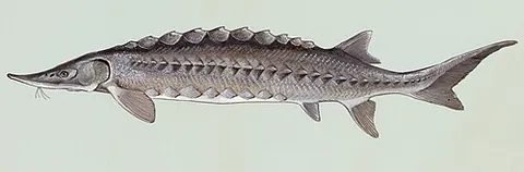 sturgeon: any of the marine or freshwater fish of the family Acipenseridae that are prized for their roe and...