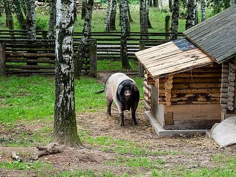 sty: a pen or enclosure for swine