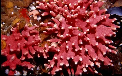 stylaster: any member of the genus Stylaster of calcareous hydroid corals