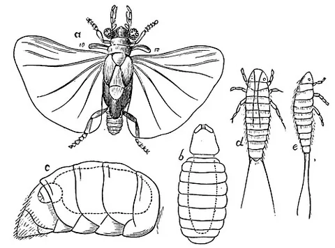 stylops: any insect in the order Strepsiptera