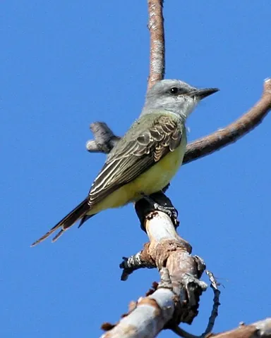 suboscine: of or pertaining to the passerine birds of the suborder Tyranni
