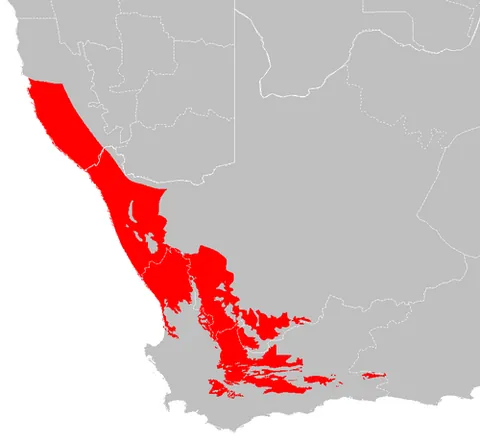 succulent karoo: an ecoregion in South Africa and Namibia