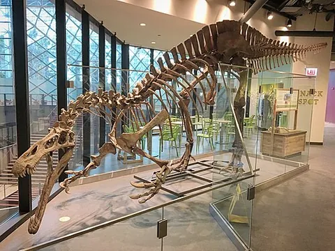 suchomimus: any spinosaurid dinosaur in the genus Suchomimus from the Early Cretaceous Period