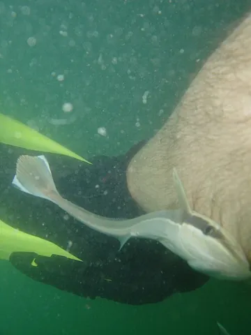 suckerfish: a remora or other fish of family Echeneidae, especially Echeneis naucrates