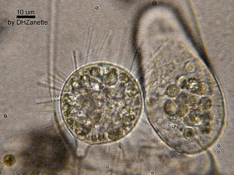 suctorian: a protist of the subclass Suctoria in the class Phyllopharyngea; a predatory sessile ciliate