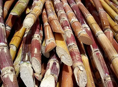 sugar cane: a tropical grass of the genus Saccharum (especially the species Saccharum officinarum, including...