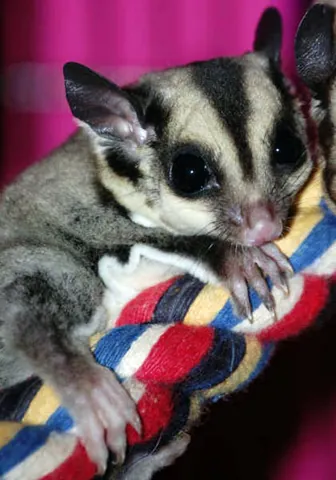 sugar glider: any of the species Petaurus breviceps of omnivorous gliding arboreal marsupials, endemic to...