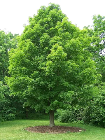 sugar maple: a North American hardwood tree, Acer saccharum, famed as the source of maple sugar and maple...