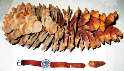sugar pine: pinus lambertiana, the largest species of pine, native to California and Oregon; particularly noted...