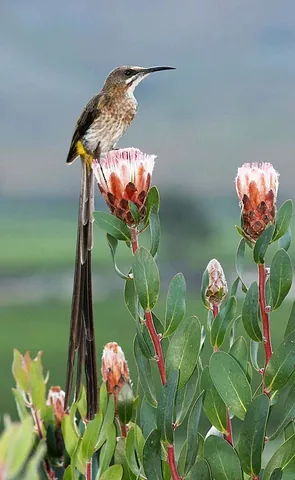 sugarbird: any member of the genus Promerops of passerine birds of southern Africa, with brownish plumage, the...