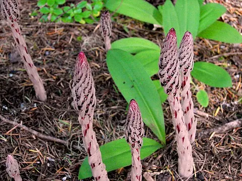 sugarstick: allotropa virgata, a small, straight, myco-heterotrophic herb with a red-and-white-striped stem and...