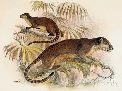 sulawesi palm civet: a small mammal endemic to Sulawesi, Macrogalidia musschenbroekii