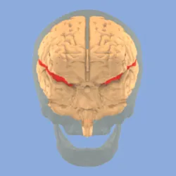 sulcus: a furrow or groove in an organ or a tissue, especially that marking the convolutions of the surface...