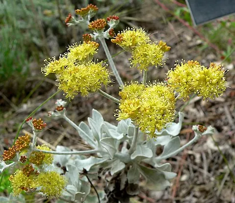 sulfur buckwheat: a wild buckwheat, of species Eriogonum crocatum, native to a small area around the Conejo Valley in...