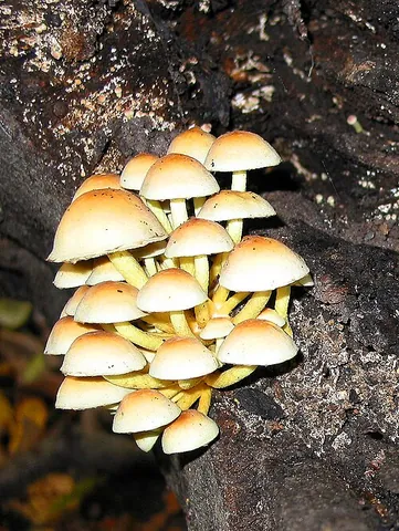 sulfur tuft: a yellow poisonous mushroom, Hypholoma fasciculare (= Naematoloma fasciculare)