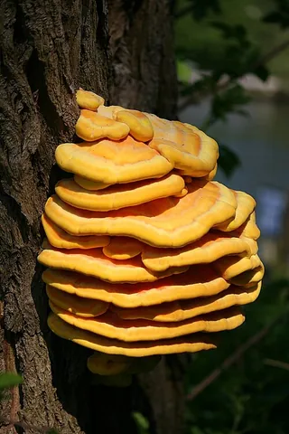 sulphur shelf: a species of bracket fungus, Laetiporus sulphureus, found in Europe and North America