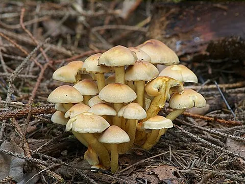 sulphur tuft: a yellow poisonous mushroom, Hypholoma fasciculare (= Naematoloma fasciculare)
