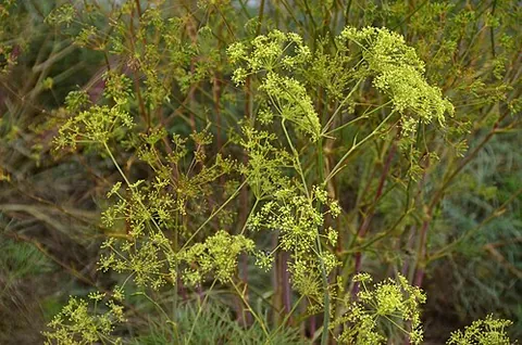 sulphurwort: hog fennel (Peucedanum officinale)